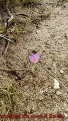 Crocus ilvensis