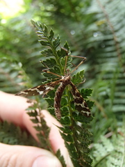 Mischoderus forcipatus