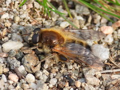 Brachypalpus valgus