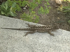 Sceloporus occidentalis