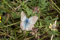Polyommatus hispana