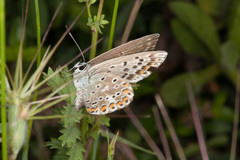 Polyommatus hispana