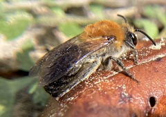 Colletes thoracicus image