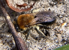 Colletes thoracicus image