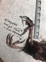 Passerella iliaca