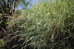 Cenchrus myosuroides