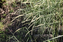 Cenchrus myosuroides