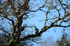 Columba palumbus