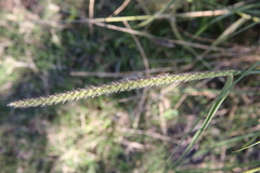 Cenchrus myosuroides