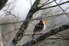 Erithacus rubecula