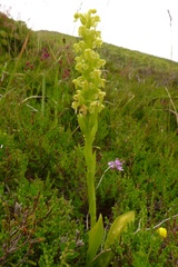 Platanthera pollostantha