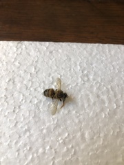 Apis mellifera
