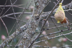 Sylvia atricapilla