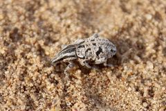 Pleurocleonus sollicitus