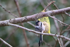 Aegithalos caudatus
