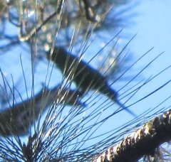 Psittacara chloropterus