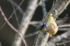 Cyanistes caeruleus