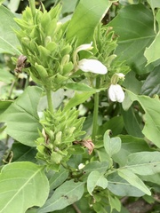 Poikilacanthus glandulosus