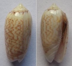 Oliva todosina