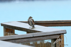 Turdus iliacus coburni