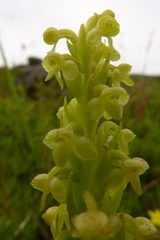 Platanthera pollostantha