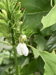 Poikilacanthus glandulosus