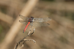 Orthemis ambinigra