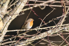 Erithacus rubecula
