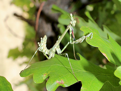 Empusa pennicornis