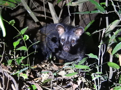 Paradoxurus hermaphroditus