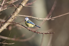 Cyanistes caeruleus