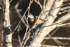 Sitta europaea