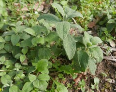 Cistus creticus eriocephalus