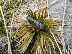 Lyperobius cupiendus