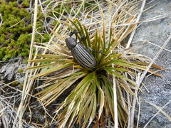 Lyperobius cupiendus
