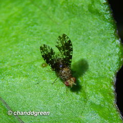 Homoneura trypetoptera