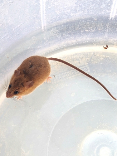 Indian Long-tailed Tree Mouse