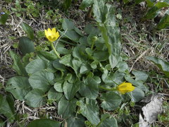 Ficaria verna