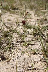 Isostigma