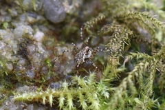 Megabunus diadema
