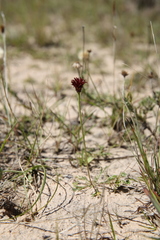 Isostigma
