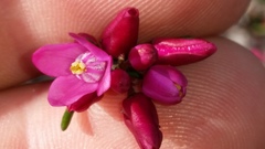 Boronia nematophylla