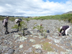 Muehlenbeckia ephedroides