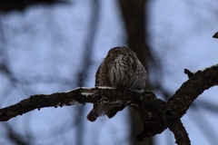 Glaucidium passerinum