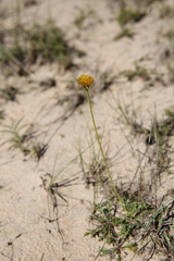 Isostigma