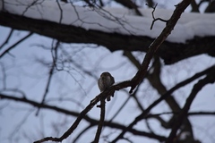 Glaucidium passerinum