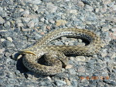 Vipera renardi