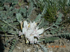 Astragalus dolichophyllus