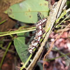 Dryas iulia alcionea
