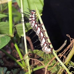 Dryas iulia alcionea